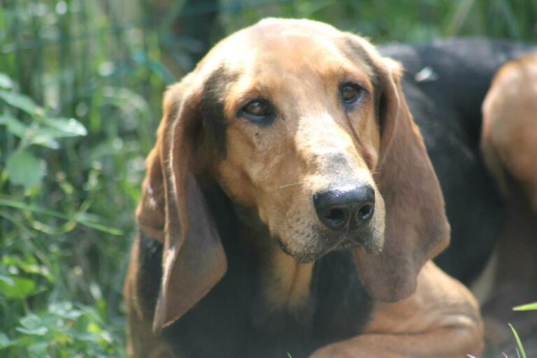 Ambrogio