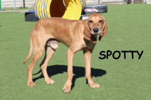 spotty