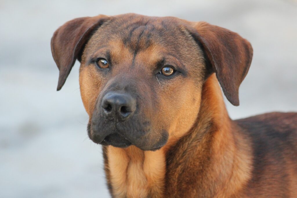 Limone – Gli Amici del Randagio