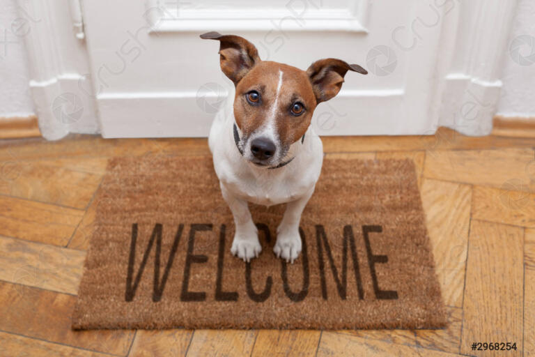 dog welcome home 2968254