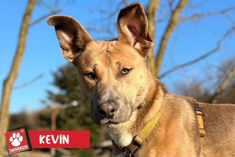Kevin