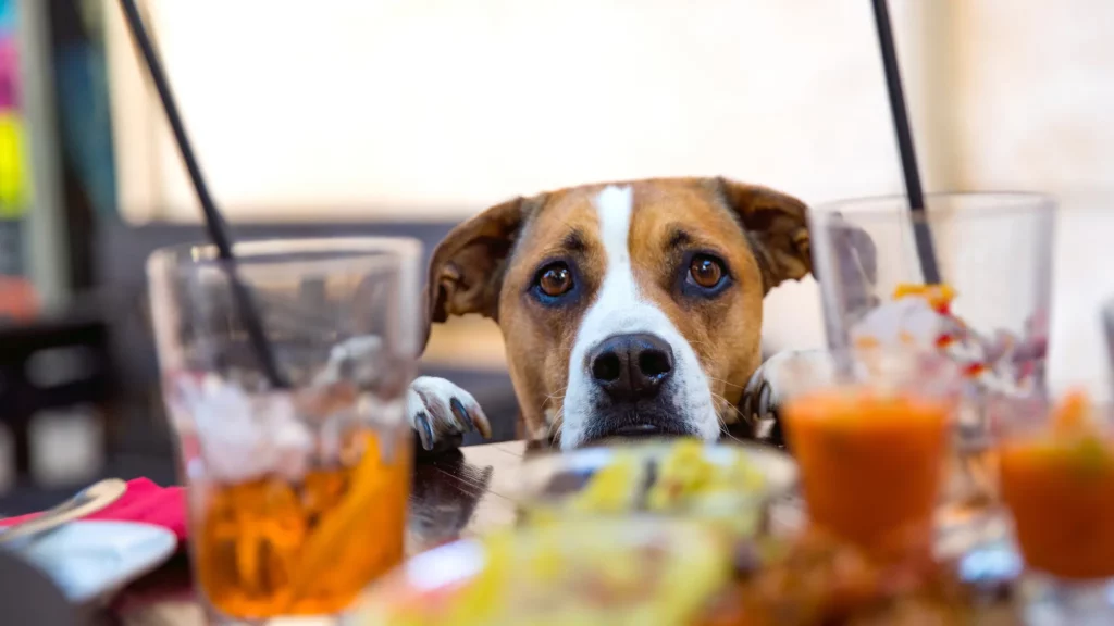 aperitivo cane milano parco chiosco