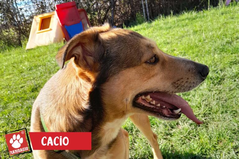 Cacio