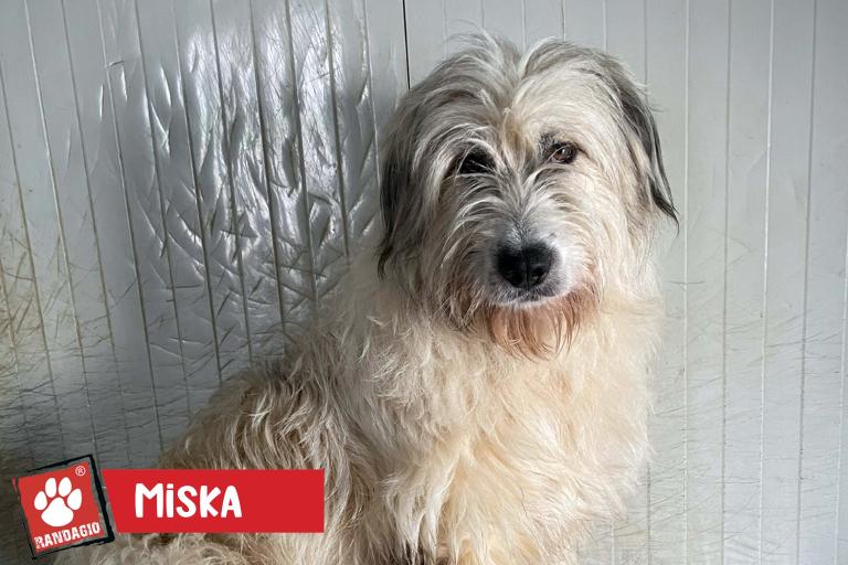 Miska