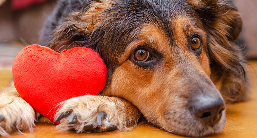 Dog German shepherd with a red heart around the feet. concept of the holiday, Valentine's Day.