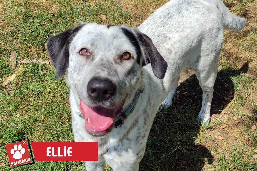 Ellie