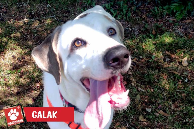 Galak