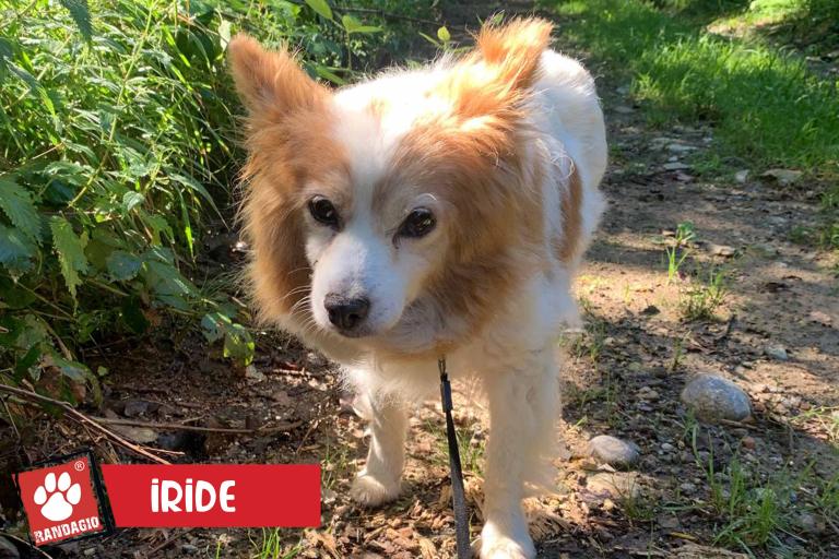Iride