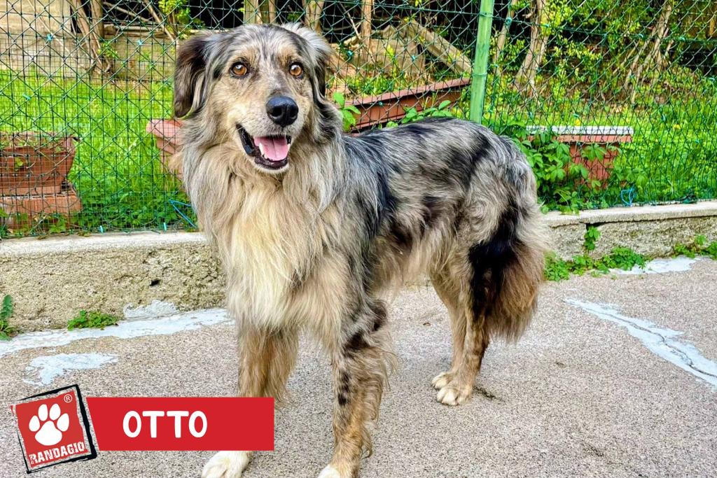 otto