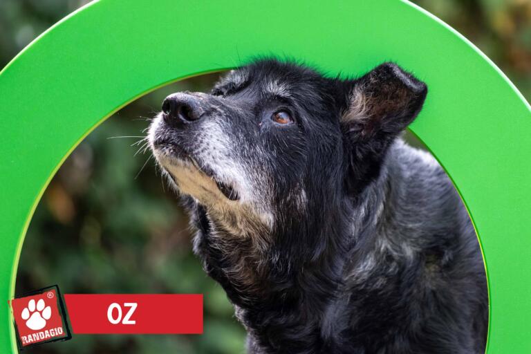 Oz2