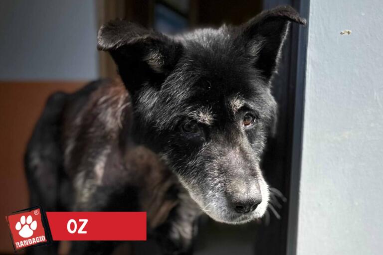 Oz