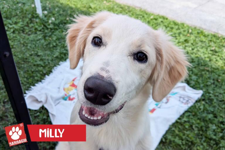 Milly