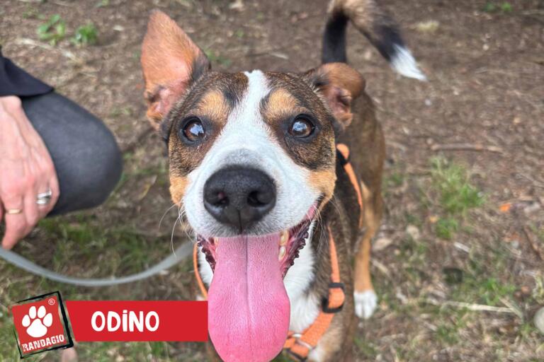 Odino