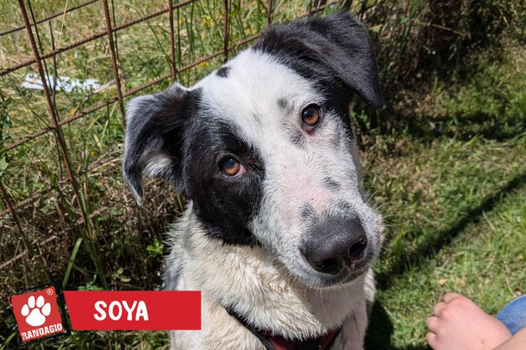 Soya