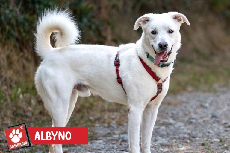 Albyno