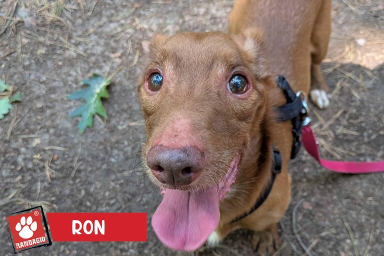 Ron