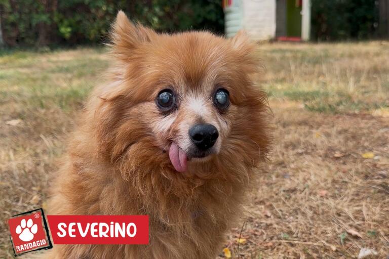 Severino