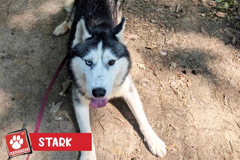 Stark