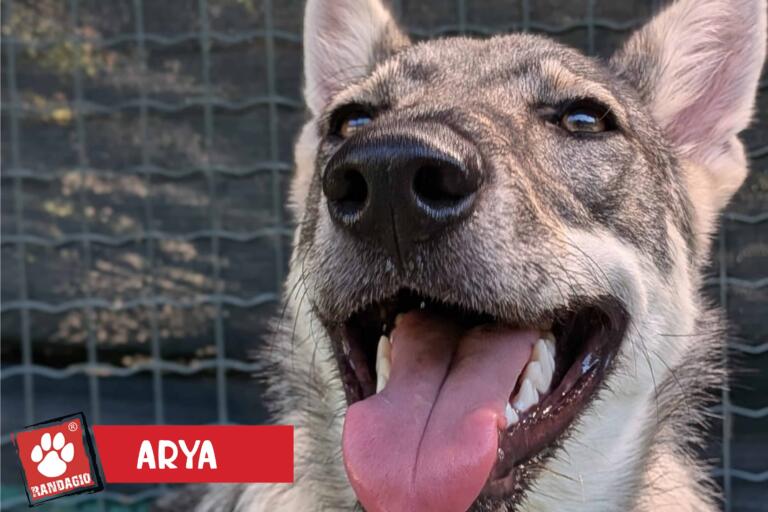 Arya